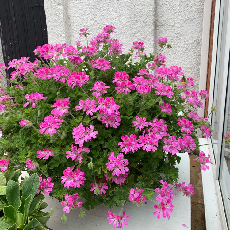 plant image 1117771 plant image 1117771