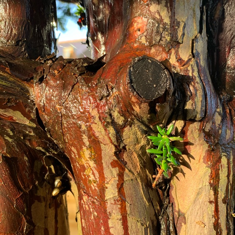 Plant image Taxus baccata