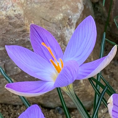 Crocus