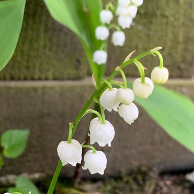 Convallaria majalis