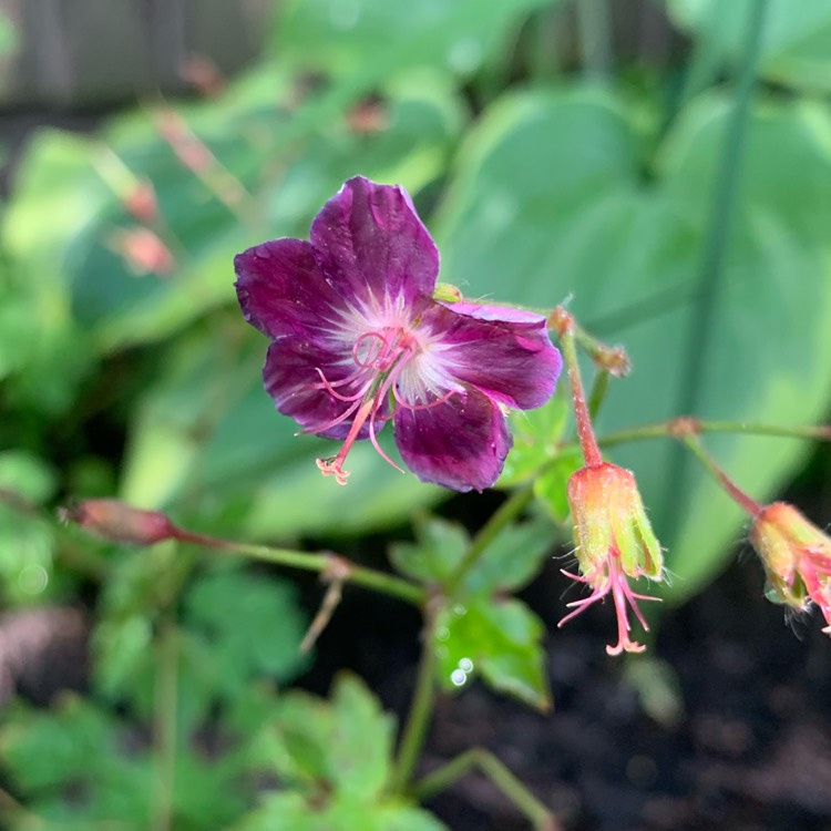 plant image 1337386