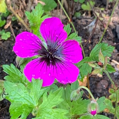 Geranium 'Dragon Heart'