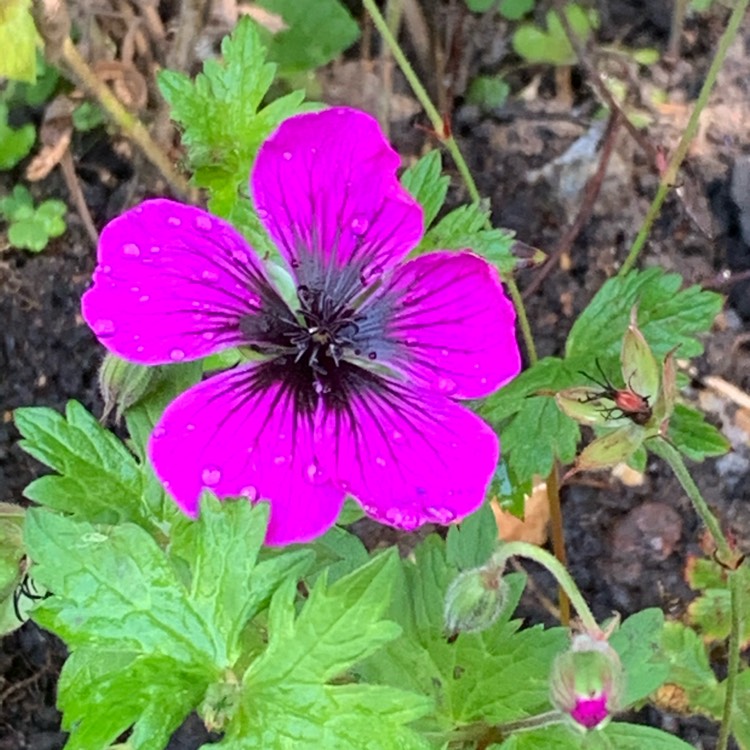 plant image 1337387