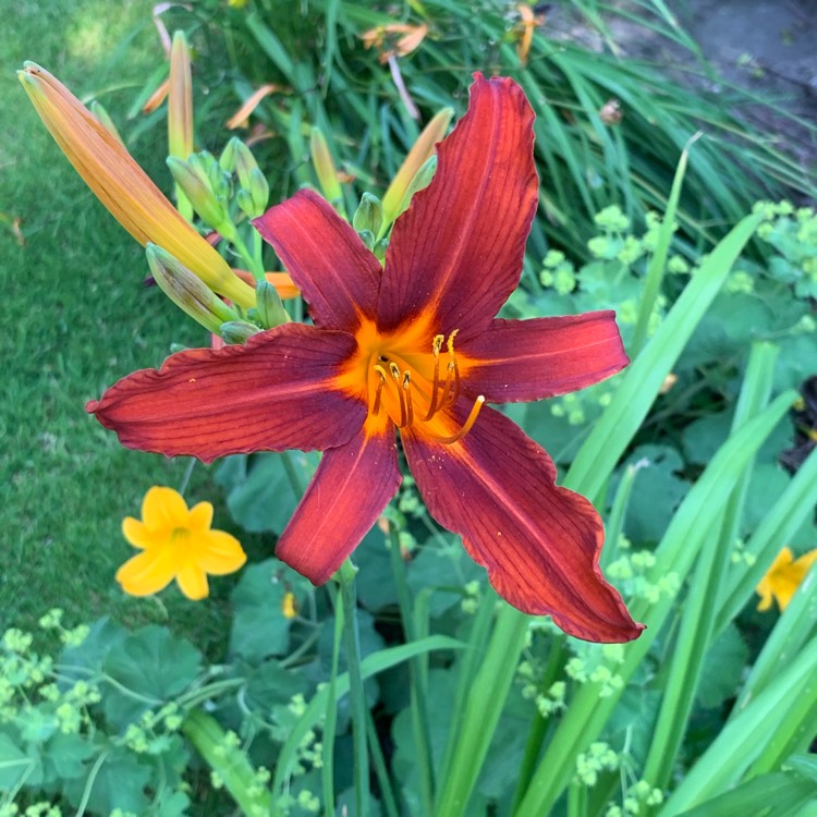 Plant image Hemerocallis 'Stafford'