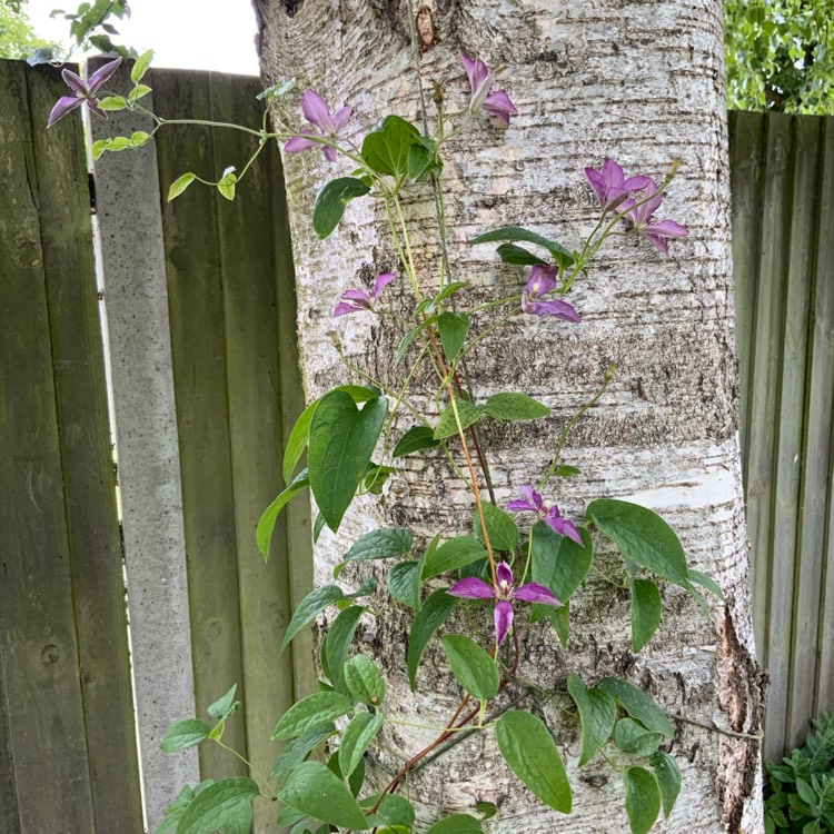 plant image 1347939 plant image 1347939
