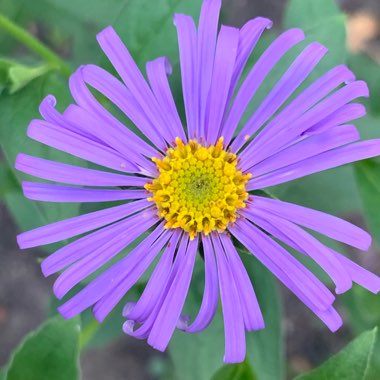 Aster x frikartii 'Mönch'