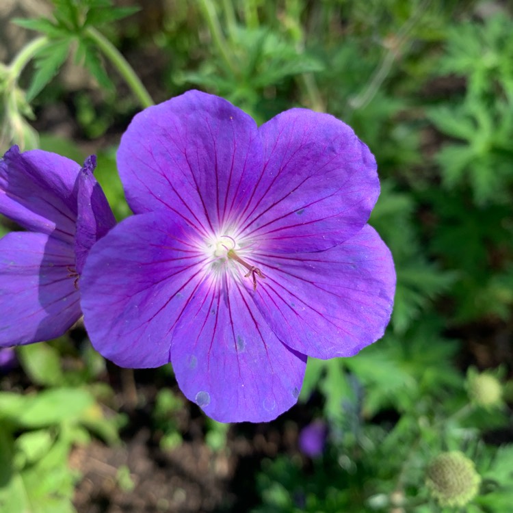 plant image 1494203