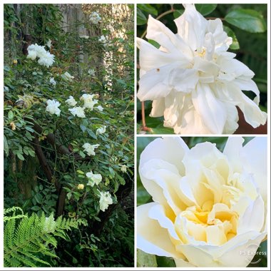 Rosa 'Albéric Barbier'