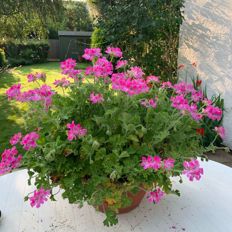 plant image 1512504 plant image 1512504