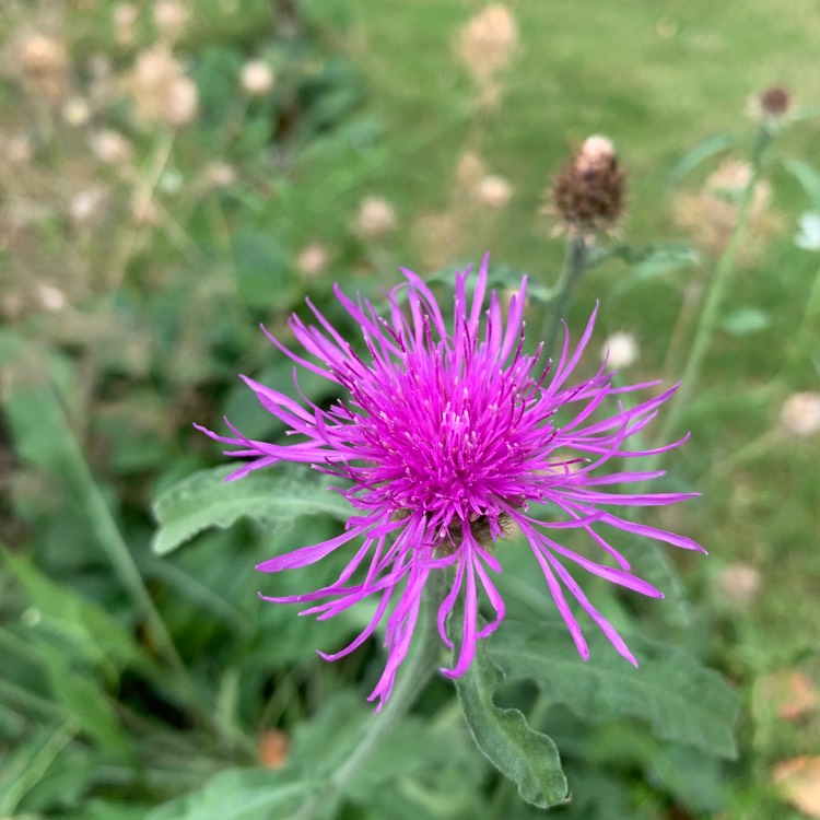 Plant image Centaurea nigra