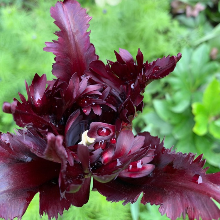 plant image 1662574