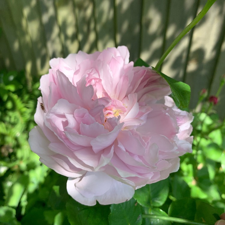 plant image 1669500 plant image 1669500