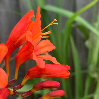 Crocosmia masoniorum