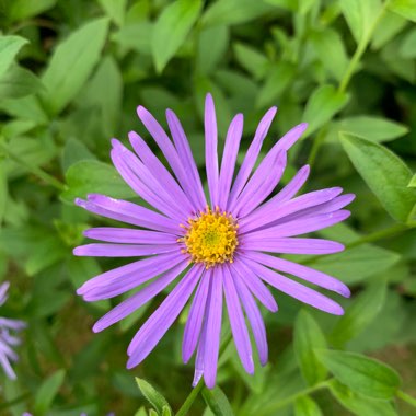 Frikart's Aster  'Mönch'