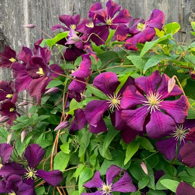 Clematis