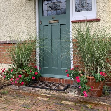Miscanthus sinensis 'Morning Light'