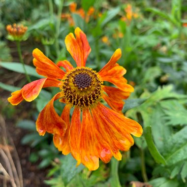 Mary's garden