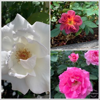 Mary's garden