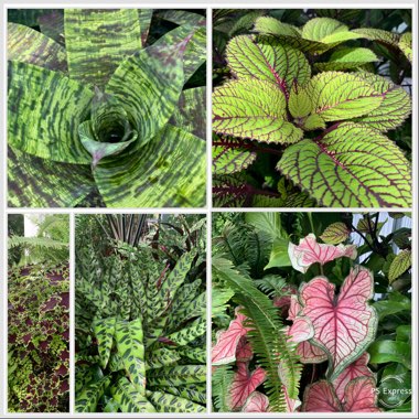 Mary's garden