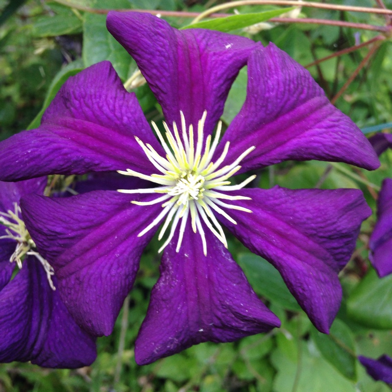 plant image 177726 plant image 177726