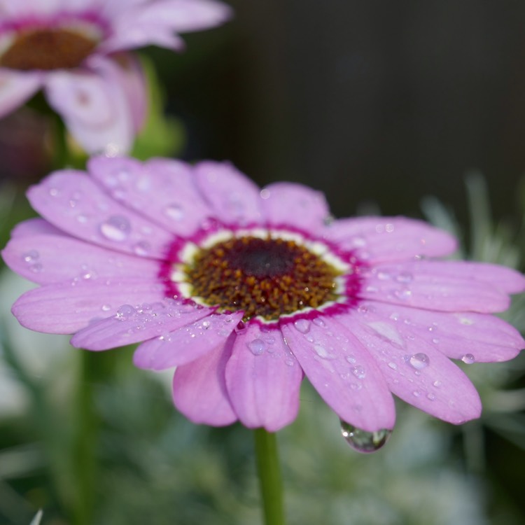 plant image 540418