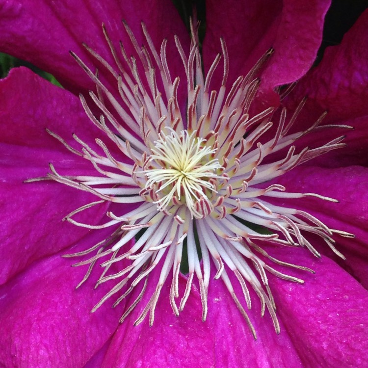 plant image 718208 plant image 718208