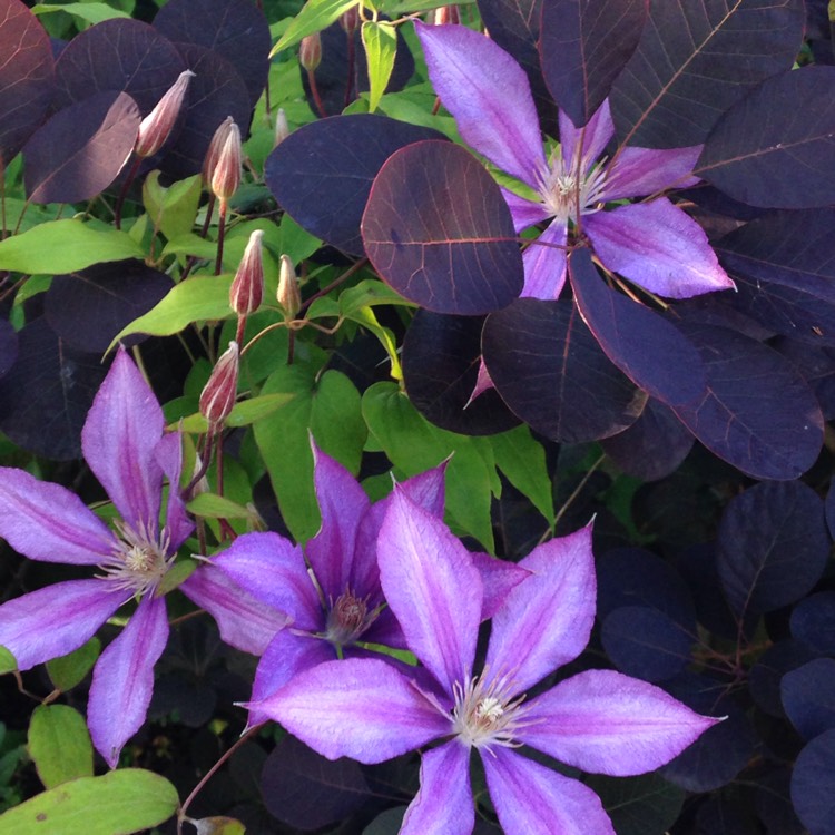 plant image 765391 plant image 765391