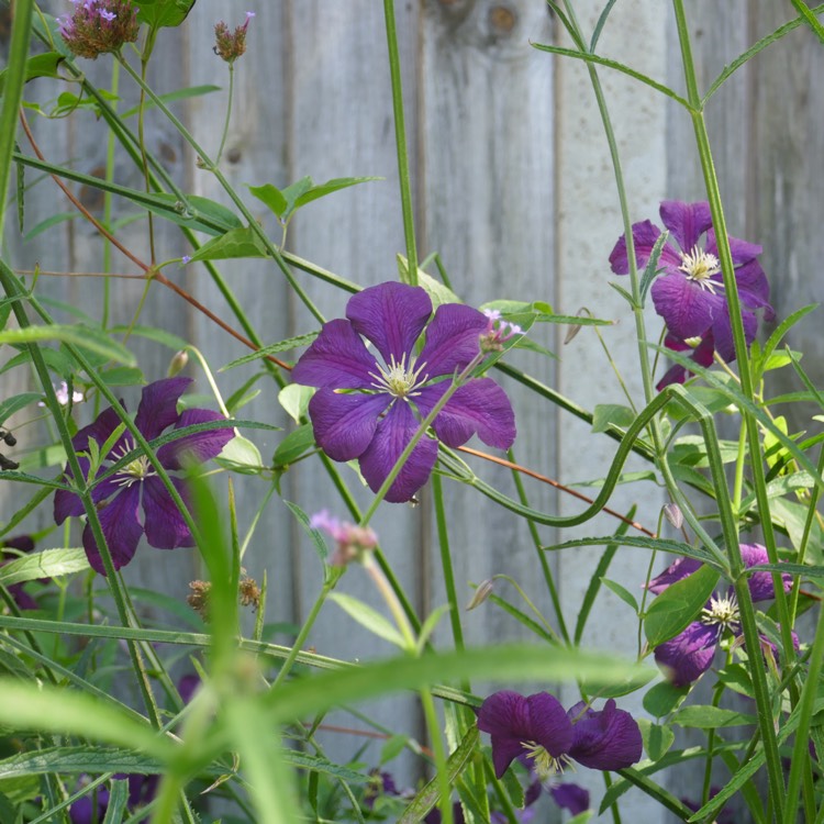plant image 809065 plant image 809065