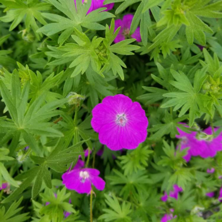 Plant image Geranium sanguineum 'Max Frei'
