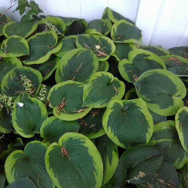plant image 827281