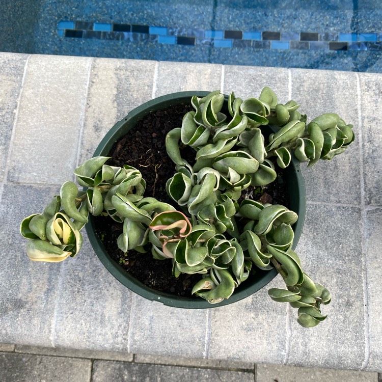plant image 1563788