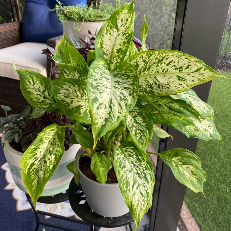 plant image 1564547