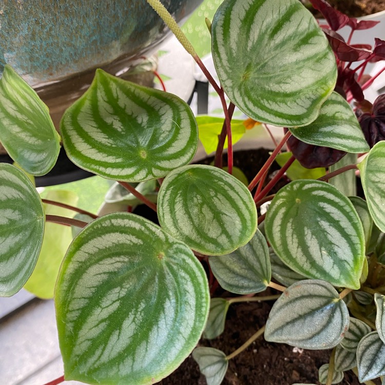 plant image 1564549