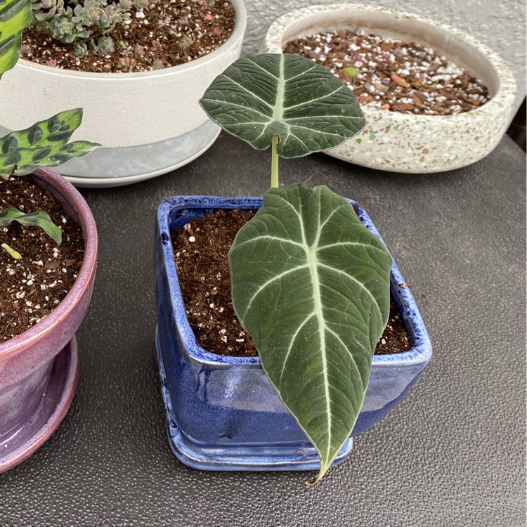plant image 1564553