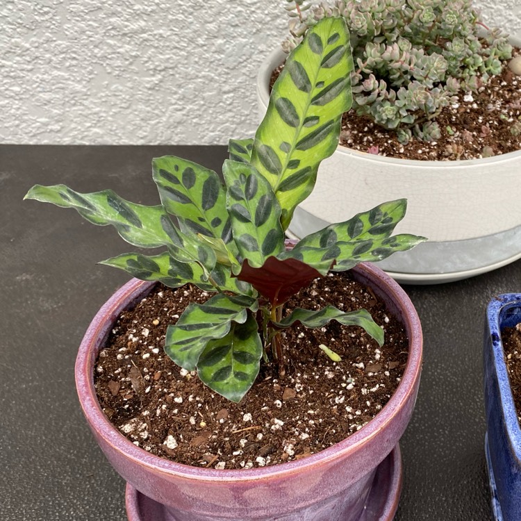 plant image 1564554