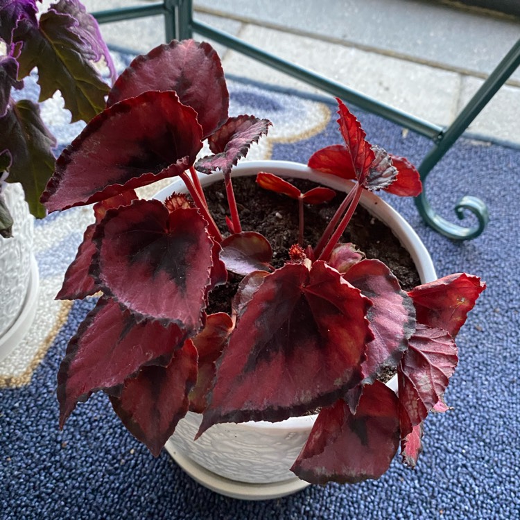plant image 1569000