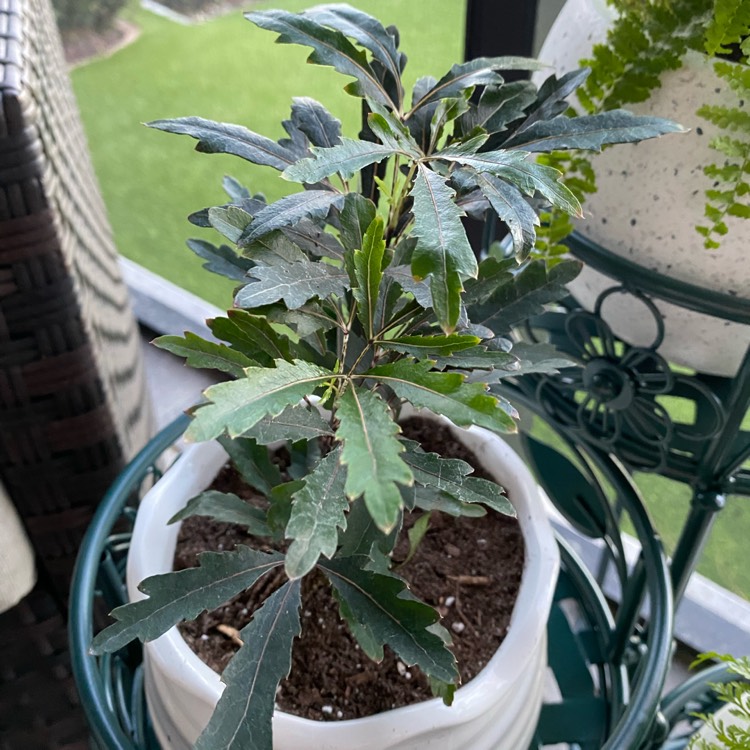 plant image 1569003