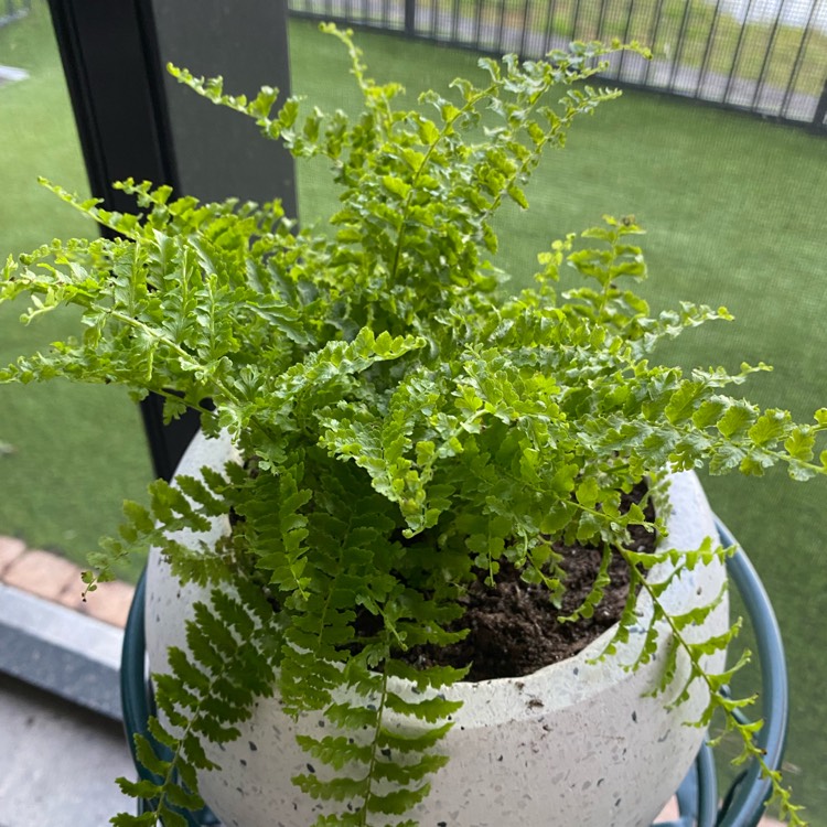 plant image 1569005
