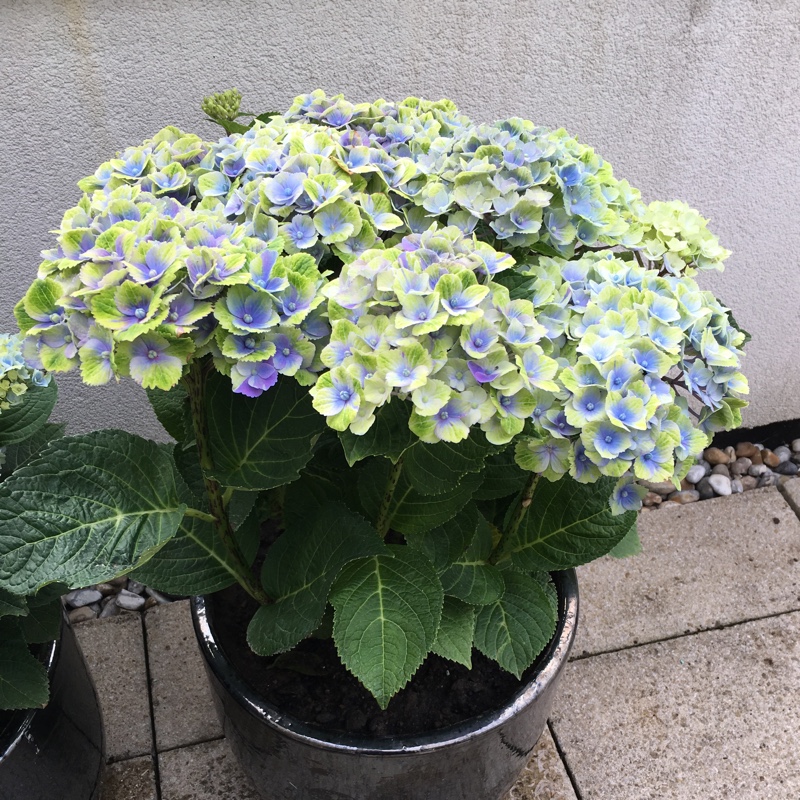 Plant image Hydrangea macrophylla 'Magical Amethyst'