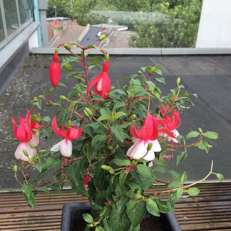 plant image 168939