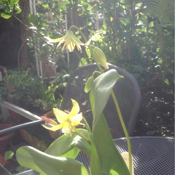 Plant image Erythronium 'Citronella'