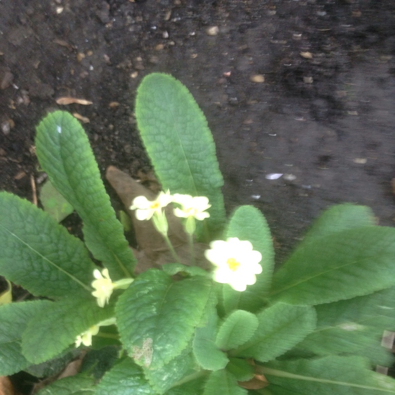 Plant image Primula 'Cottage Cream'
