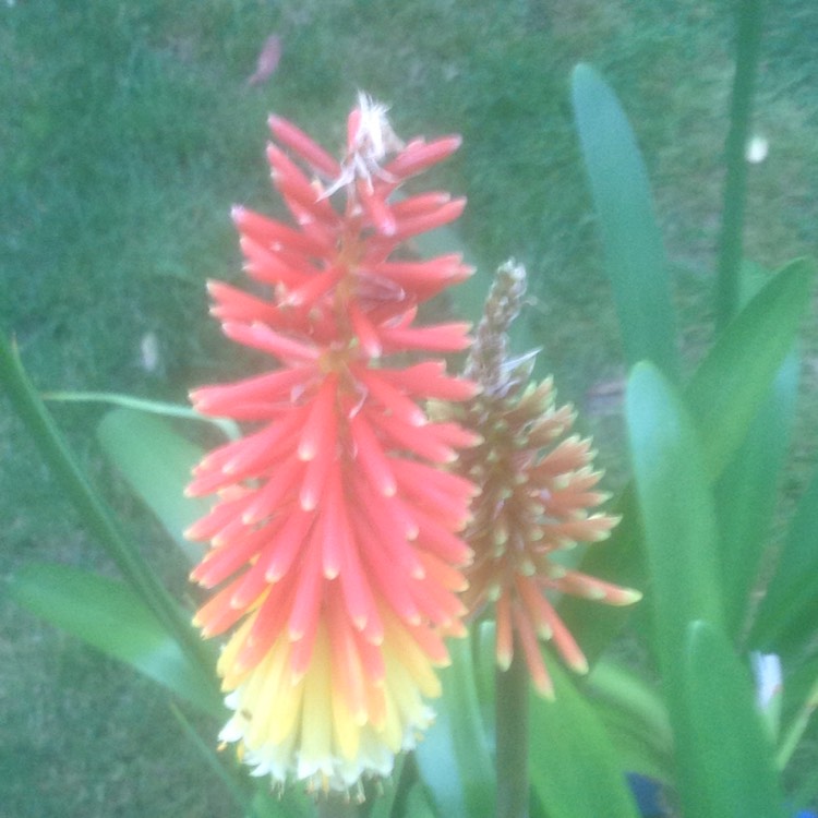 Plant image Kniphofia 'Atlanta'