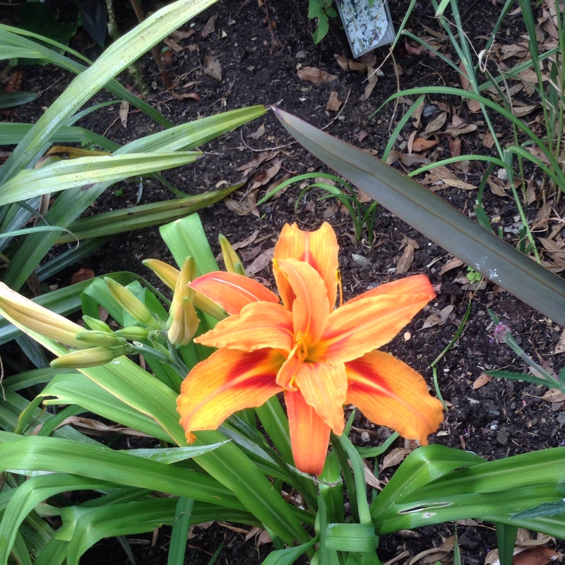Plant image Alstroemeria aurea 'Orange King' syn. Alstroemeria aurantiaca 'Orange King'