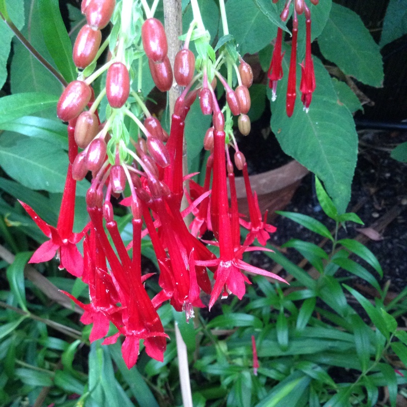 Plant image Fuchsia triphylla 'Thalia'