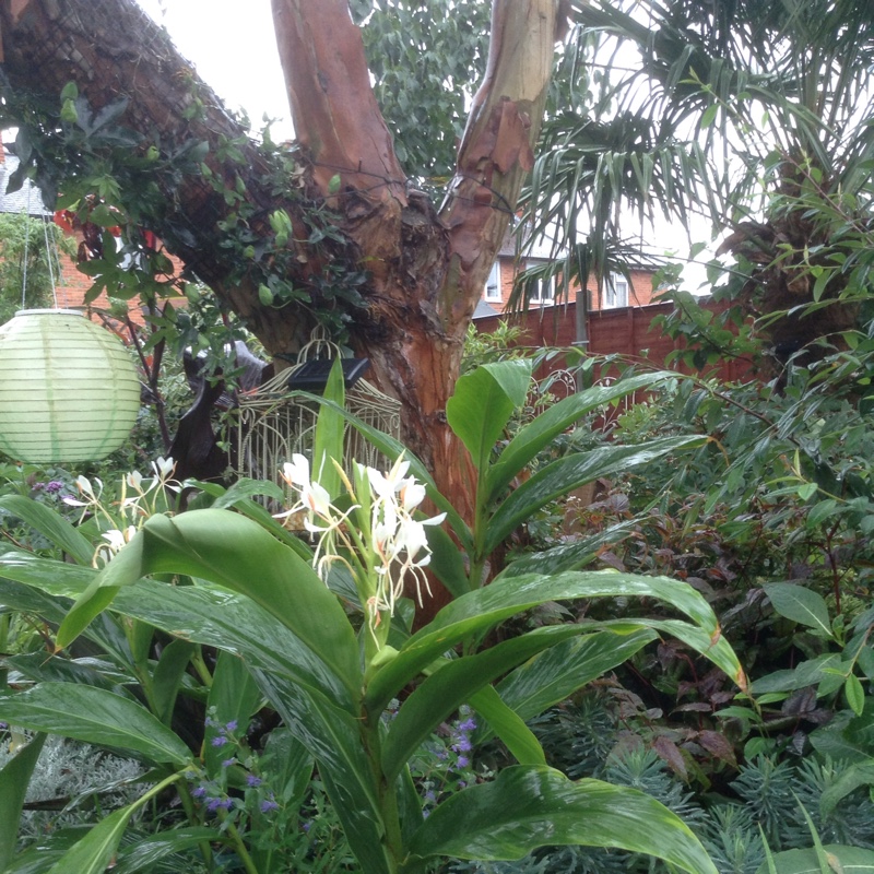 plant image 8052
