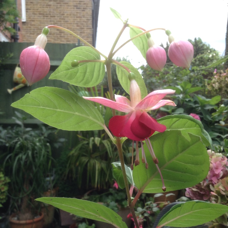 Plant image Fuchsia magellanica  'Molinae'