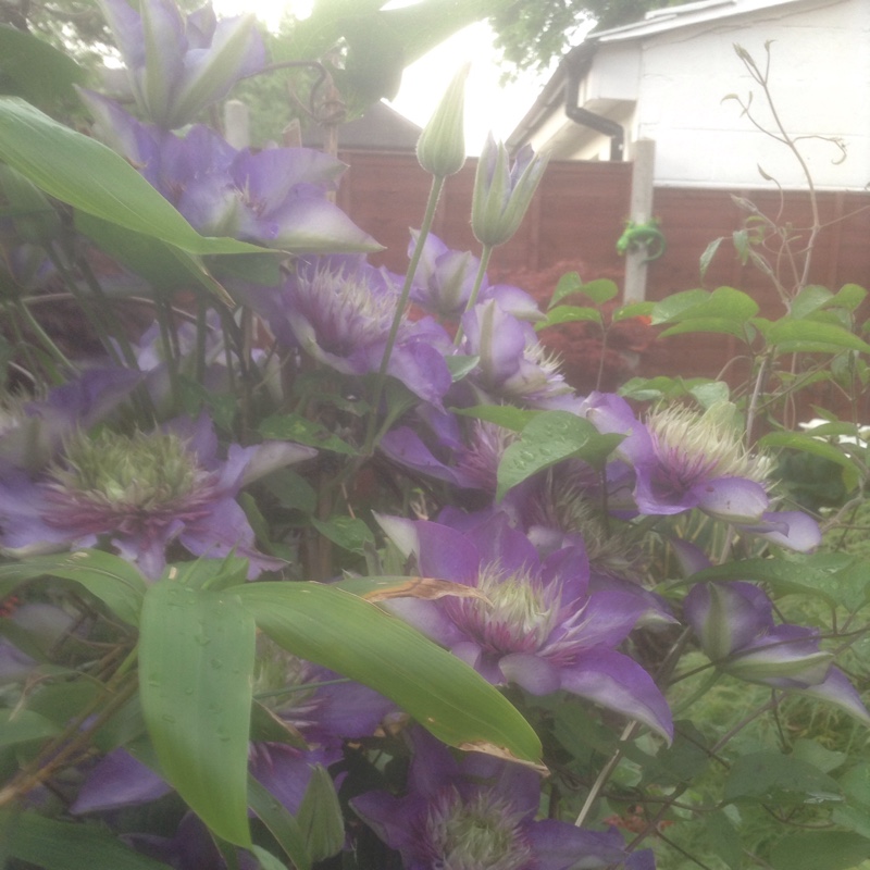 plant image 82765