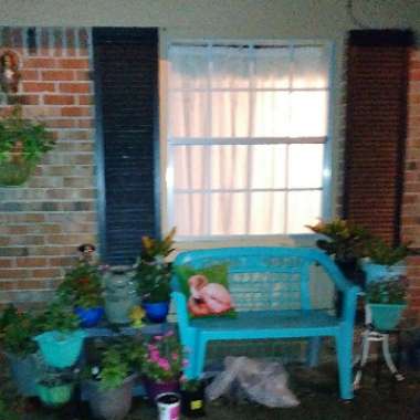 Christi's garden