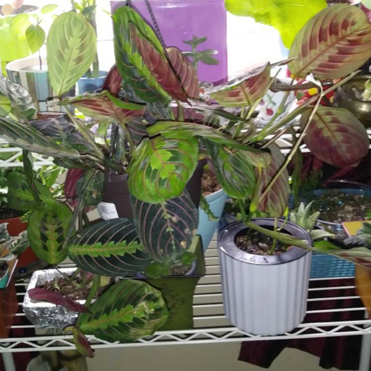 Plant image Maranta Leuconeura